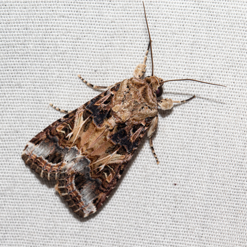 Yellow-striped Armyworm Moth