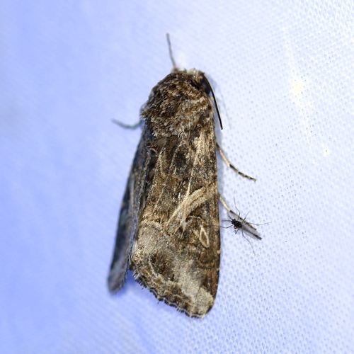Yellow-striped Armyworm Moth
