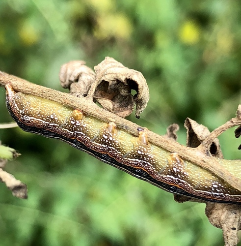 Yellow-striped Armyworm Moth