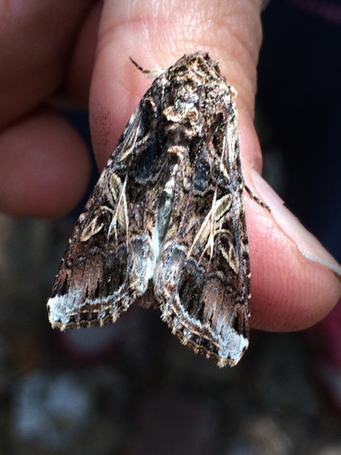 Yellow-striped Armyworm Moth