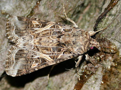 Yellow-striped Armyworm Moth