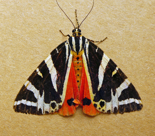 Jersey Tiger