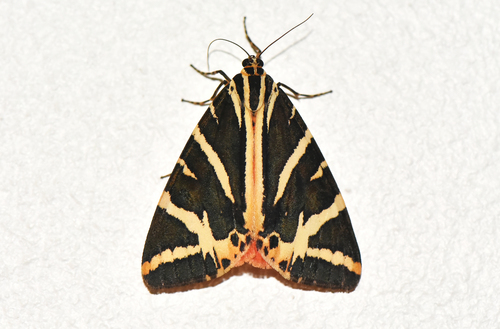 Jersey Tiger