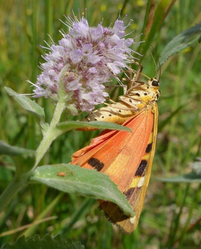 Jersey Tiger