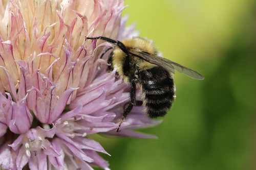 Common Eastern Bumble Bee