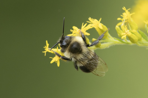 Common Eastern Bumble Bee
