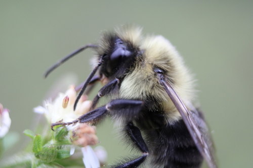 Common Eastern Bumble Bee