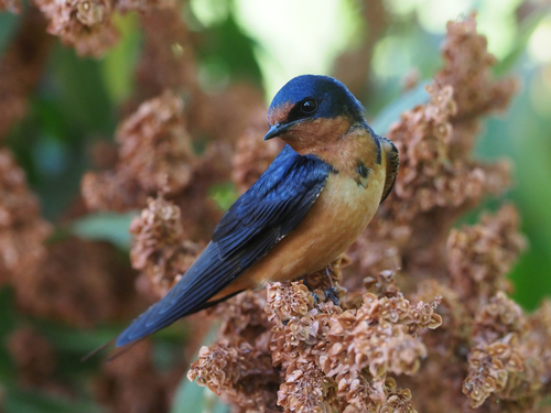 Barn Swallow