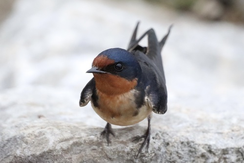 Barn Swallow