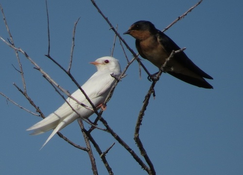 Barn Swallow