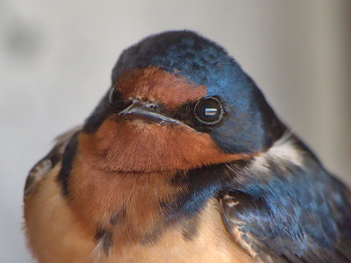 Barn Swallow