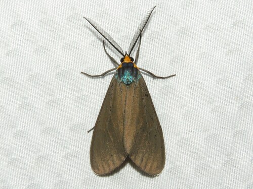Virginia Ctenucha Moth