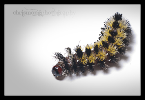 Virginia Ctenucha Moth