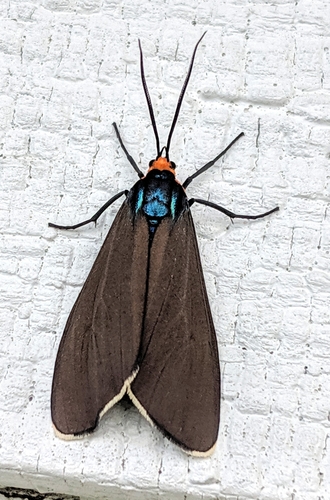 Virginia Ctenucha Moth
