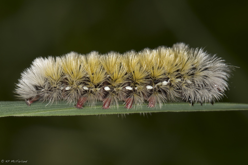 Virginia Ctenucha Moth