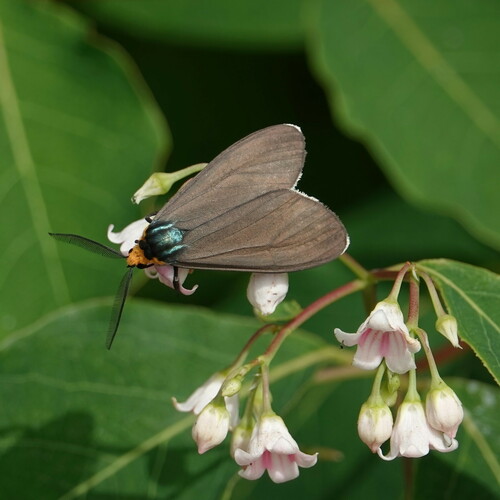 Virginia Ctenucha Moth