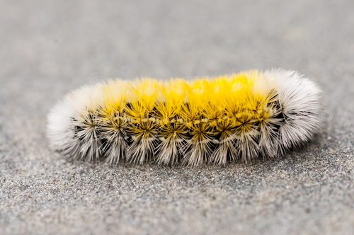 Virginia Ctenucha Moth