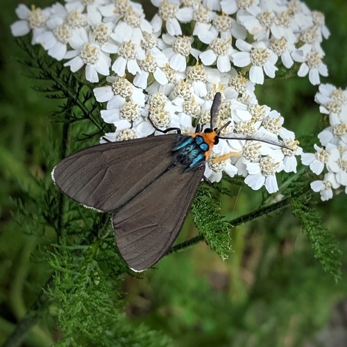 Virginia Ctenucha Moth