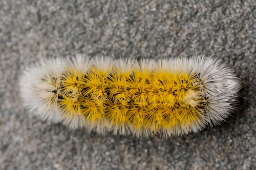 Virginia Ctenucha Moth