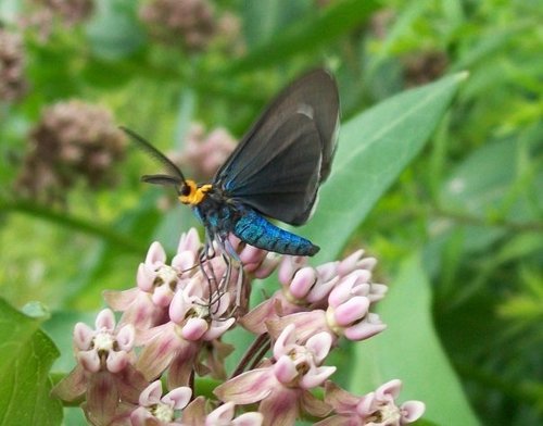 Virginia Ctenucha Moth