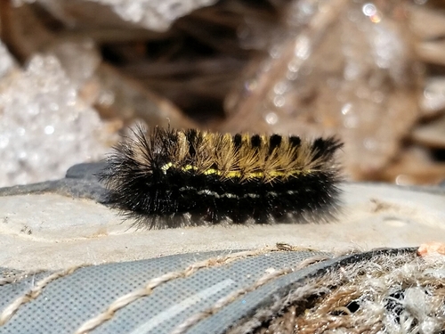 Virginia Ctenucha Moth