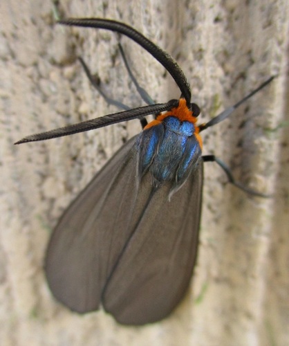 Virginia Ctenucha Moth