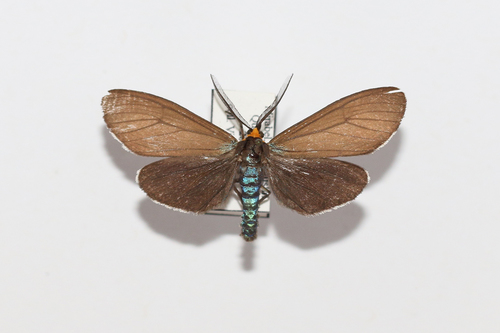 Virginia Ctenucha Moth