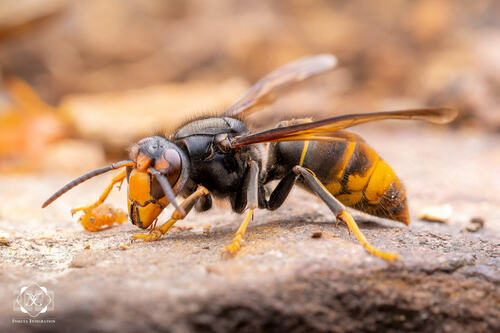 Yellow-legged Hornet