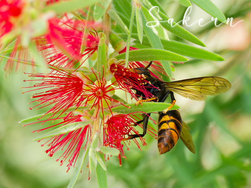 Yellow-legged Hornet