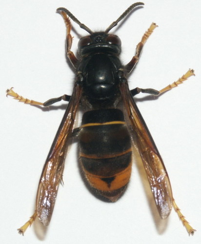 Yellow-legged Hornet