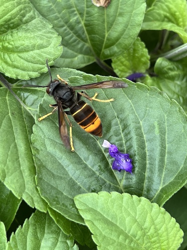 Yellow-legged Hornet