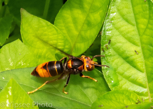 Yellow-legged Hornet