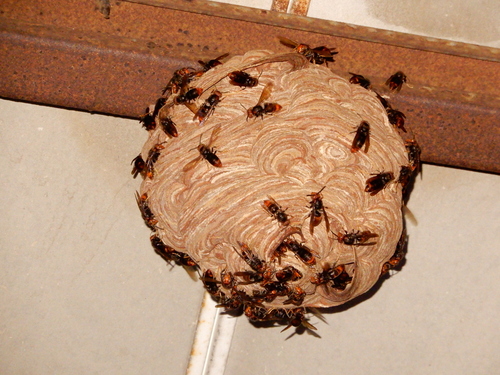 Yellow-legged Hornet