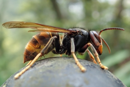 Yellow-legged Hornet