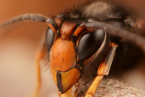 Yellow-legged Hornet