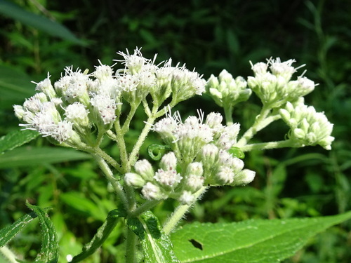 Native Boneset common boneset | Native Nature
