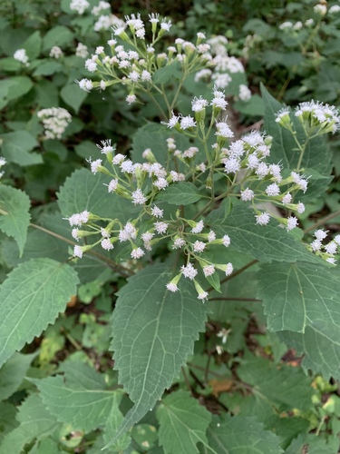 white snakeroot