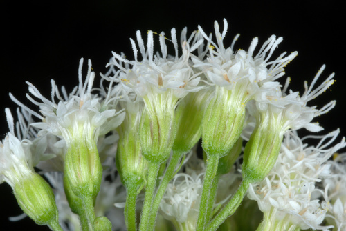 white snakeroot