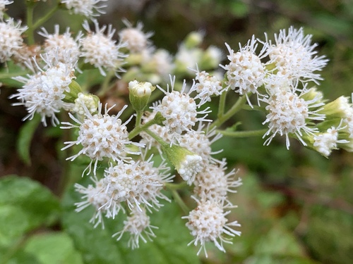 white snakeroot