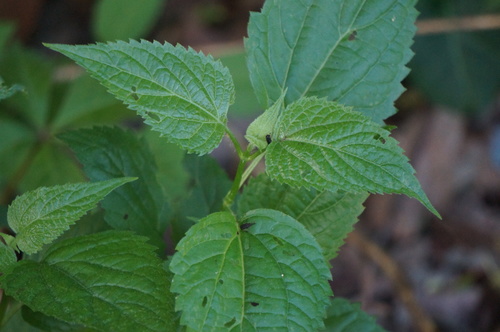 white snakeroot