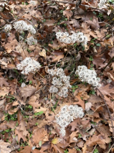 white snakeroot