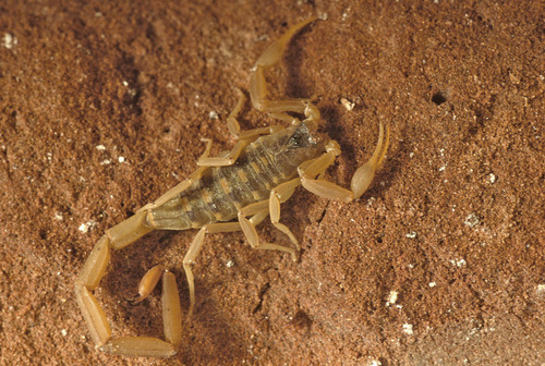 Striped Bark Scorpion