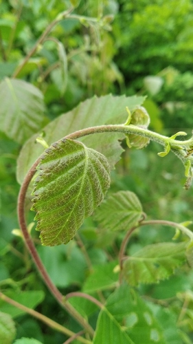 Downy Birch