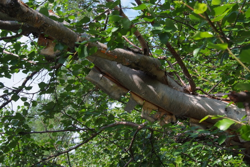 Downy Birch