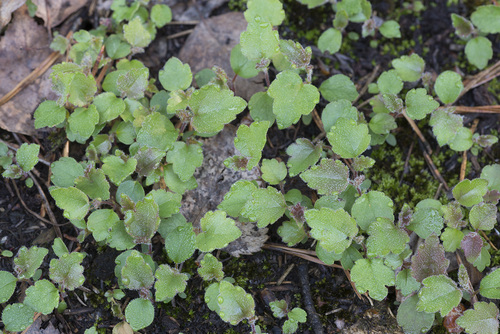 Downy Birch