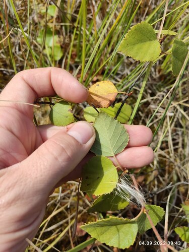 Downy Birch