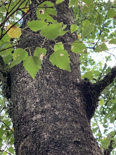 Downy Birch