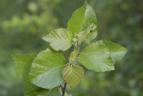 Downy Birch