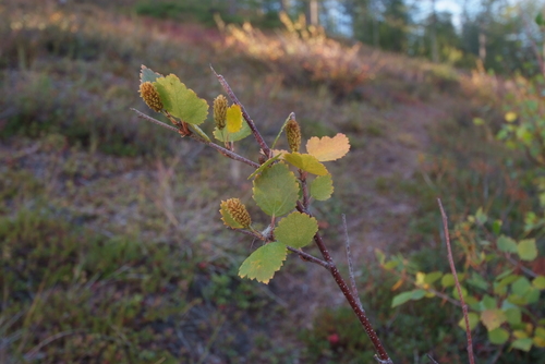 Downy Birch