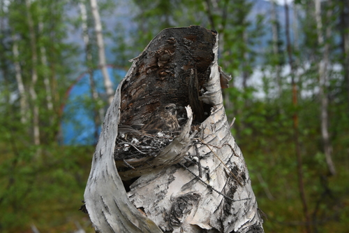 Downy Birch